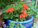 Geranium